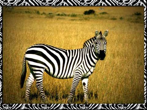 grants-zebra