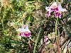 orchid1tree.jpg