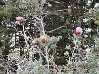 DSCN9104.JPG
